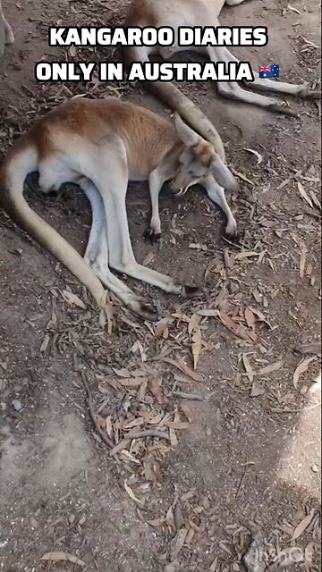 Kangaroo diaries only in Australia 🇦🇺