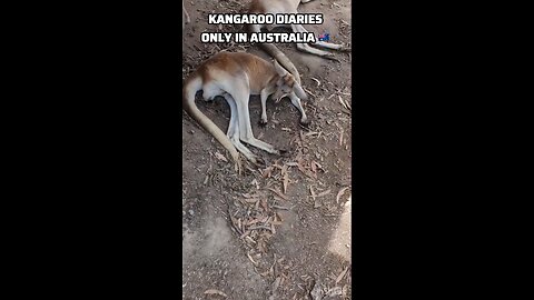 Kangaroo diaries only in Australia 🇦🇺