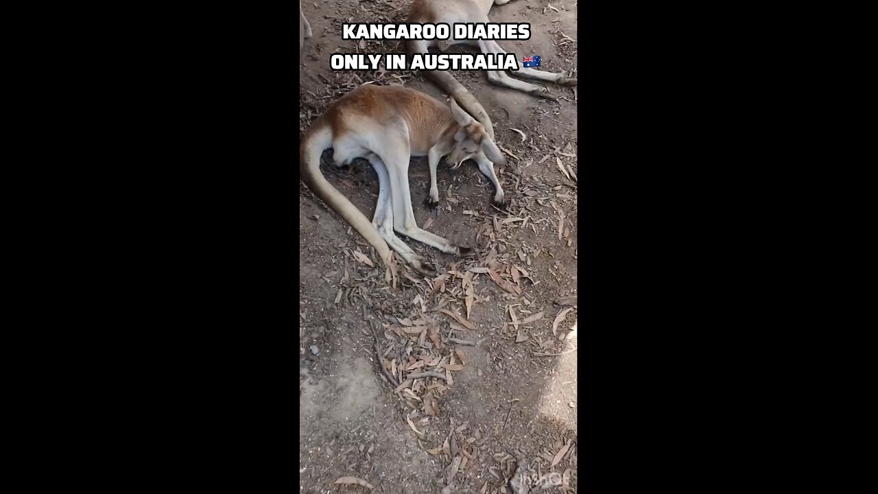 Kangaroo diaries only in Australia 🇦🇺
