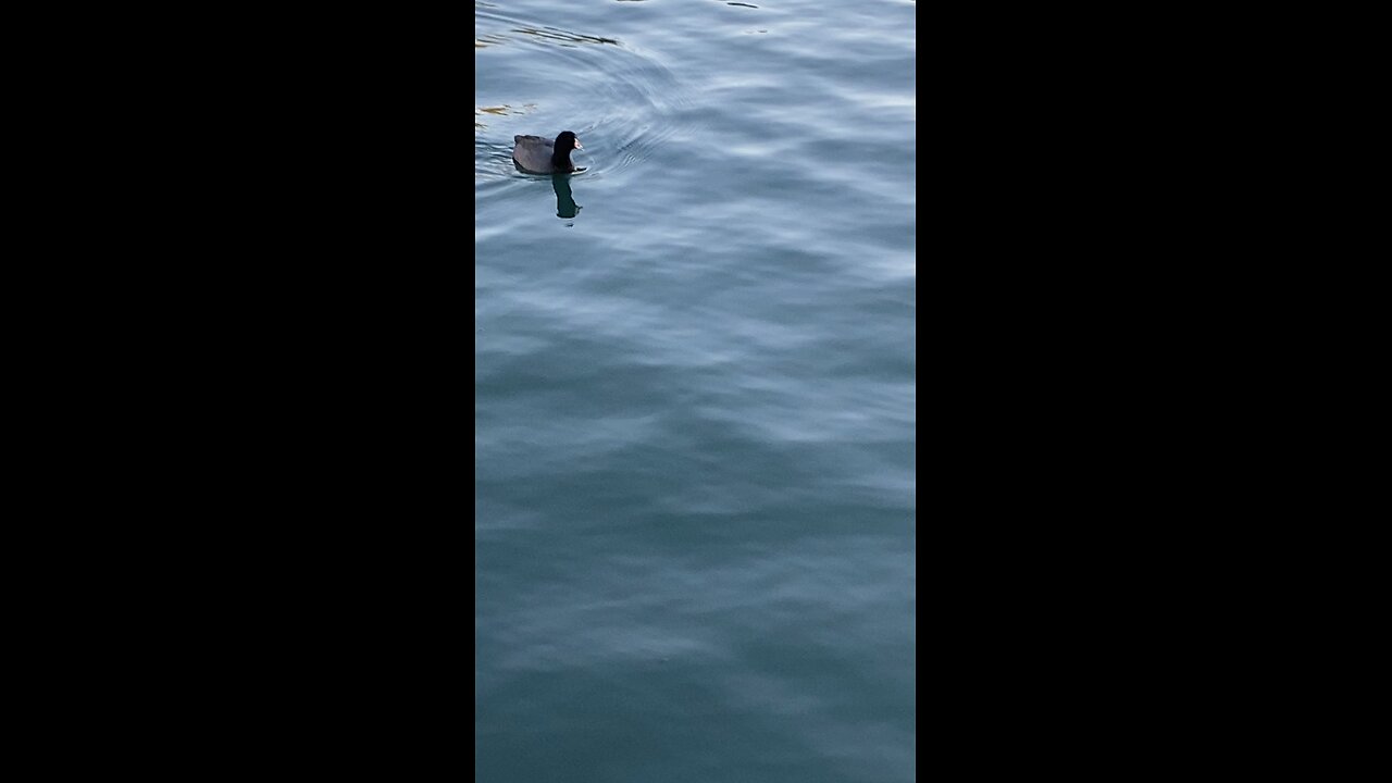 Coot is swimming #coot #followme #shorts #viral #trending