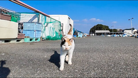 When I went to the deserted fishing port on New Year's Eve, a calico cat came walking up to me.