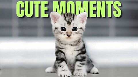 🐾 The Cutest Cats Ever! Adorable Moments to Brighten Your Day 😻