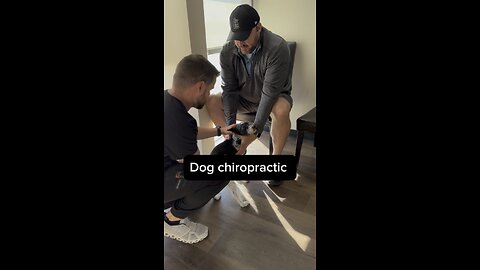 Dog Chiropractor !?