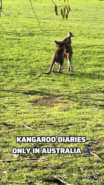 Kangaroo diaries only in Australia 🇦🇺