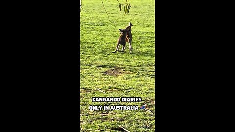 Kangaroo diaries only in Australia 🇦🇺