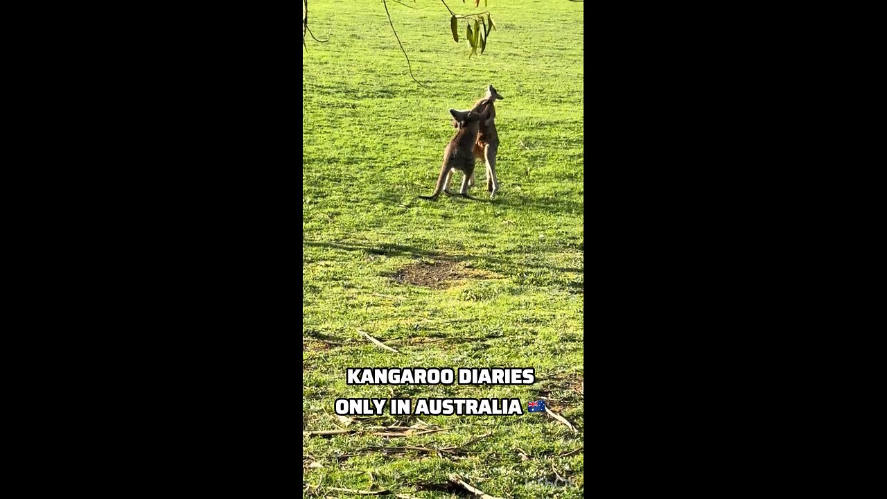 Kangaroo diaries only in Australia 🇦🇺