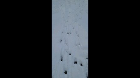 Snow tracks