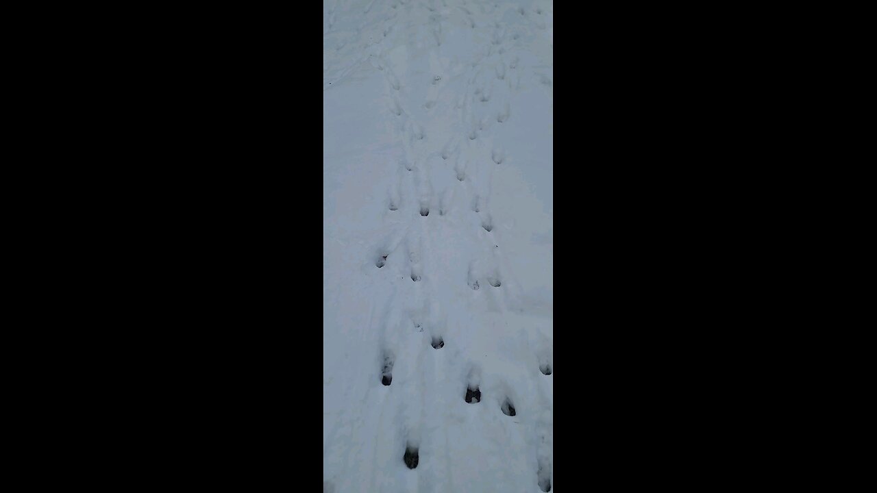 Snow tracks