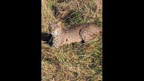 Bedding and Positioning Traps