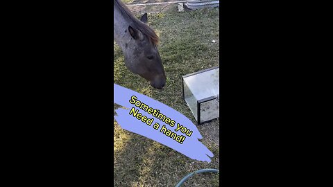 Remi, the blue Roan, is always willing to lend a hand or in this case, a nose