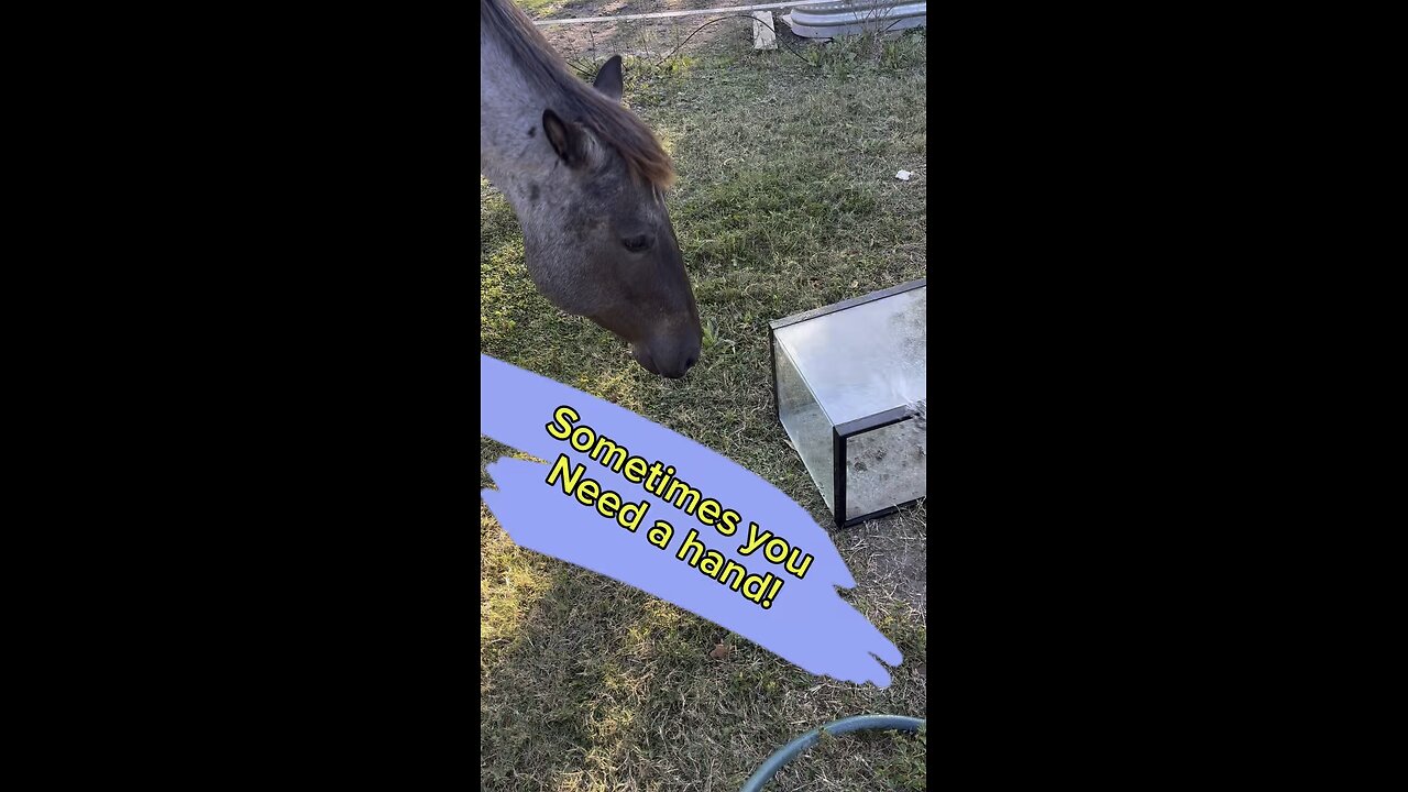 Remi, the blue Roan, is always willing to lend a hand or in this case, a nose