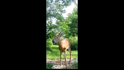 Deer Cam Photos Taken In The Years 2023 2024. Big Buck With 1 Antler, Buck In Velvet. Trail Cam