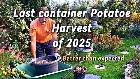 Second Potato Harvest from Containers, Reusing Compost & Getting Extra Crops