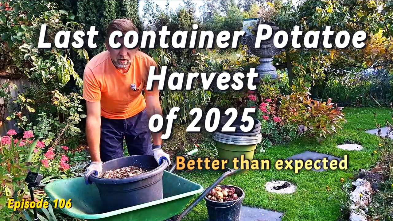 Second Potato Harvest from Containers, Reusing Compost & Getting Extra Crops