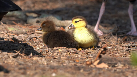 Cute Ducklings feeding