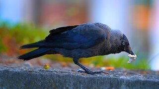 I Wonder How Well Jackdaws Digest Tinfoil