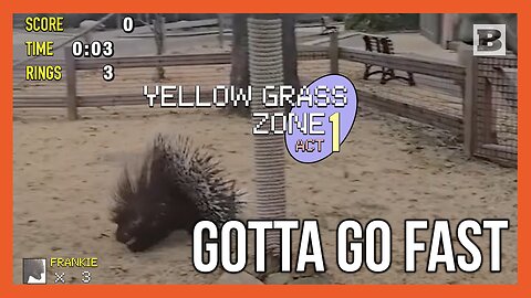 Gotta Go Fast! Frankie the Porcupine Gets the Zoomies