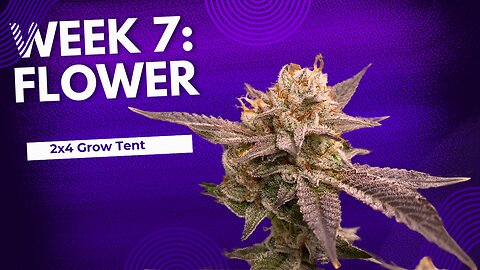 2x4 Grow Tent | Week:7 Flower | Ethos Genetics