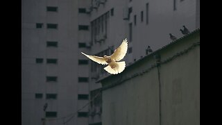 424: Kleinig - The Role of the Holy Spirit in the Divine Service