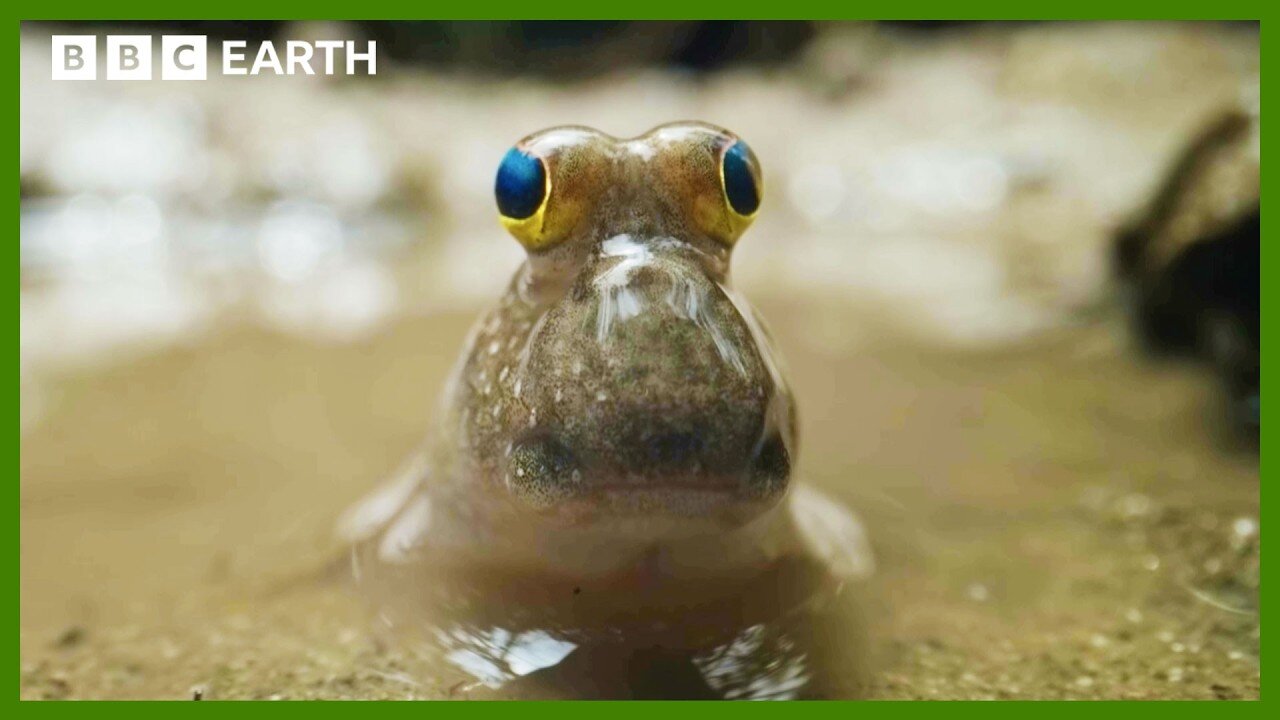 This Fish Can Walk On Water