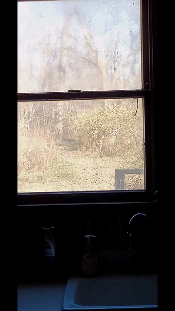 Deer Video Taken Today 12 14 2025 From Our Kitchen Window Temp 9 Degrees 5 Below Zero Windchill