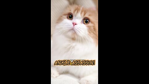 Why Your Cat Thinks Your Ankles Are Tiny, Fuzzy Prey (And How to End the Ambush!)