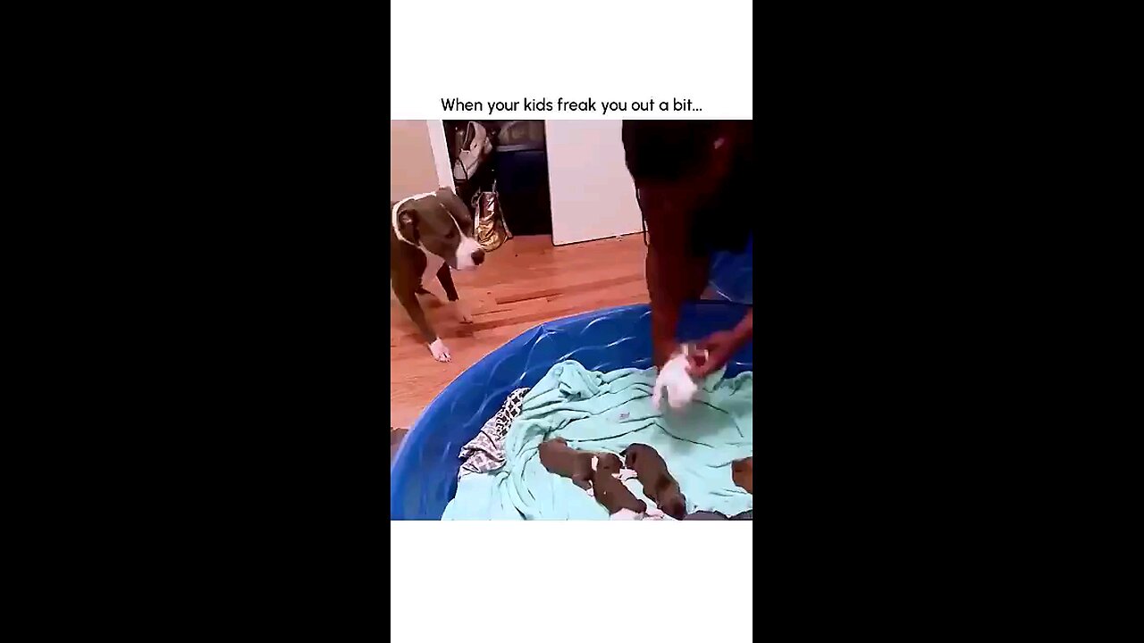 The bitch been cheating 🤣😅😂😭