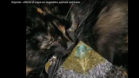 Orgonite - effects of orgon on vegetables, animals and water - OgonEnergy