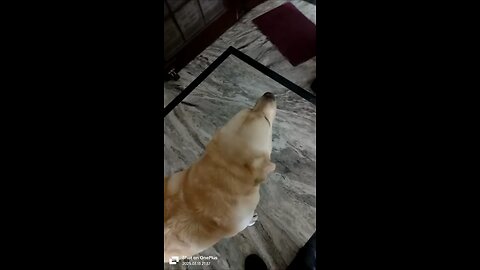 Sweet doggy!