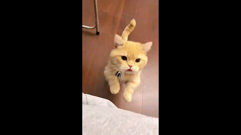 Cute cat meows