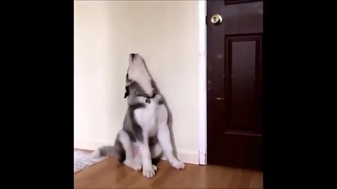 YOU WON’T BELIEVE WHAT THIS DOG IS HOWLING AT