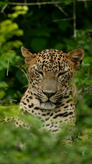 Discover the Untouched Beauty of Sri Lanka’s Nature