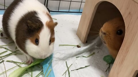 Carrot wants Pepper to share her salad!