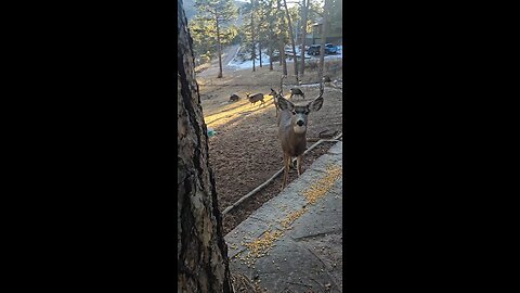 this buck is looking for handout.