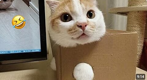 Cats Are HILARIOUS Creatures 😂 Funny Cat videos 2025