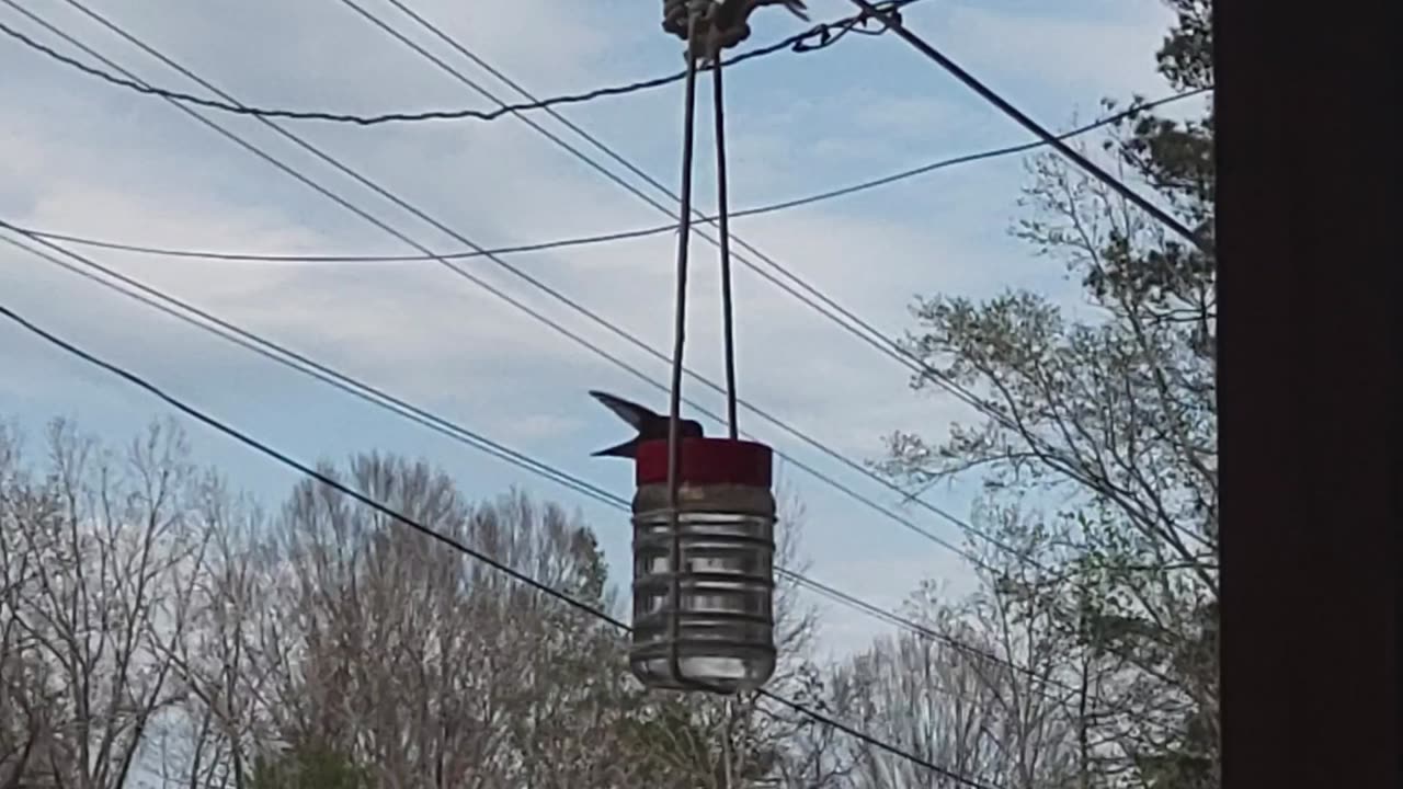 DIY Hummingbird Feeder That Works 3/27/25