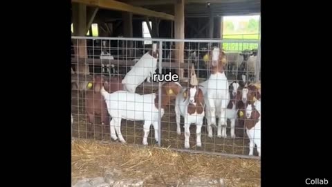 Funny animal videos 😹😂