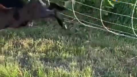 Funny goats