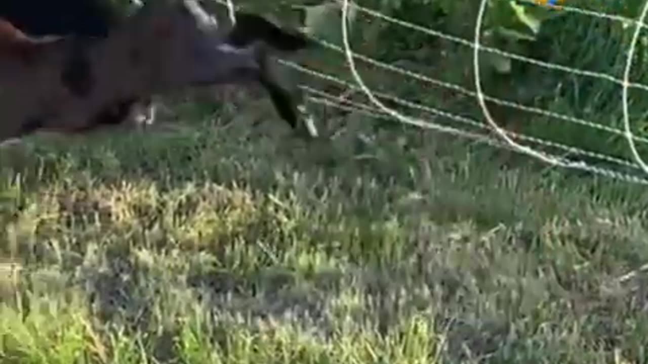 Funny goats