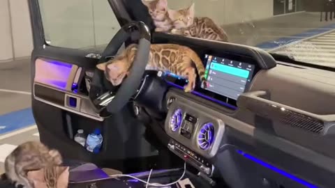 FURRY STOWAWAYS! Adorable Kittens Make a Secret Jeep Their New Home