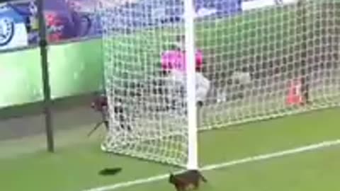 Cute Kittens & Playful Cats: Feline Antics You Can’t Miss