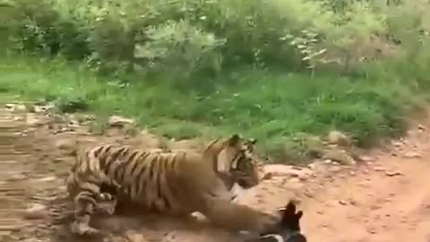 Tiger killed dog,Tiger Attack dog