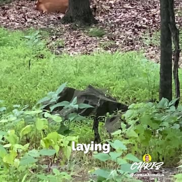 DEER RESTING AND EATING! BEAUTIFUL!