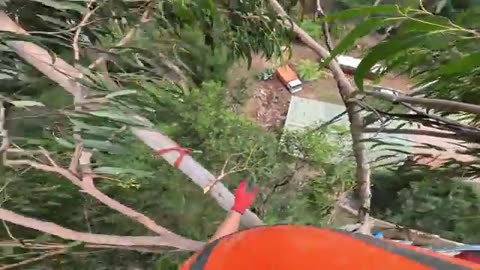 Big Tree Removal above house