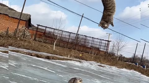 Look how this cat catches its food, its action is really amazing #viral #short