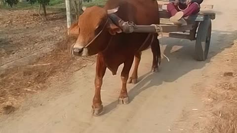 Village Life