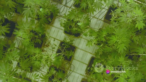 Marijuana Health Benefits and Risks