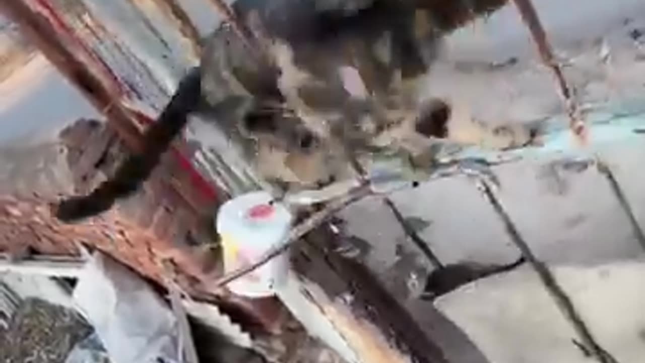 🤯😹 Watch This Kitten Transform Into A Snake! | FeedMyCuriosity