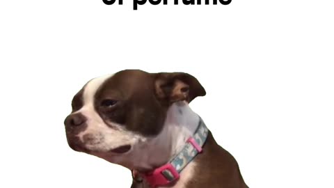 Best Christmas Scent