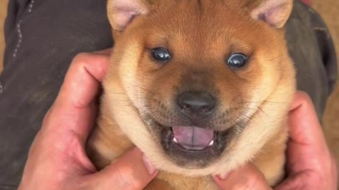 A ticklish little puppy, so fun!#puppy #chineseruraldog